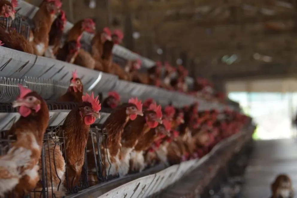 Bloqueos “evistas” provocan cierre de granjas avícolas en Cochabamba y afectan la producción