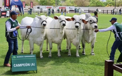 Santa Cruz lidera exportaciones no tradicionales y aporta más del 30% al PIB naciona