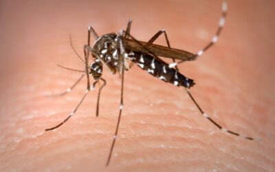 Santa Cruz: chikungunya deja 35 muertos y más de 11.000 contagios en lo que va del año
