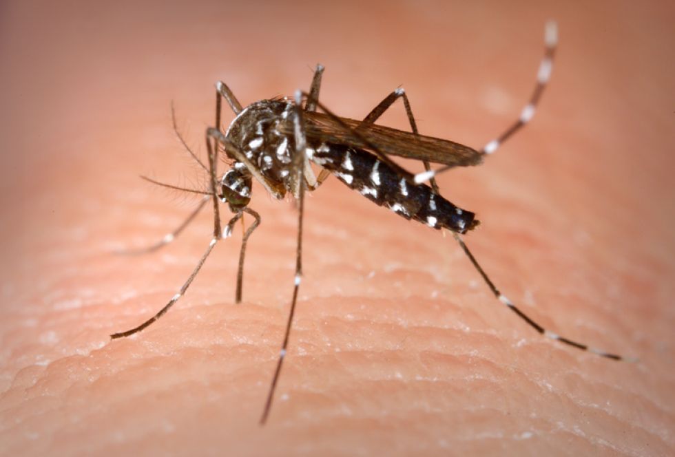 Santa Cruz: chikungunya deja 35 muertos y más de 11.000 contagios en lo que va del año