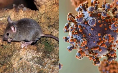 Tarija confirma cuatro casos de hantavirus y activa alerta epidemiológica en zonas fronterizas con Argentina