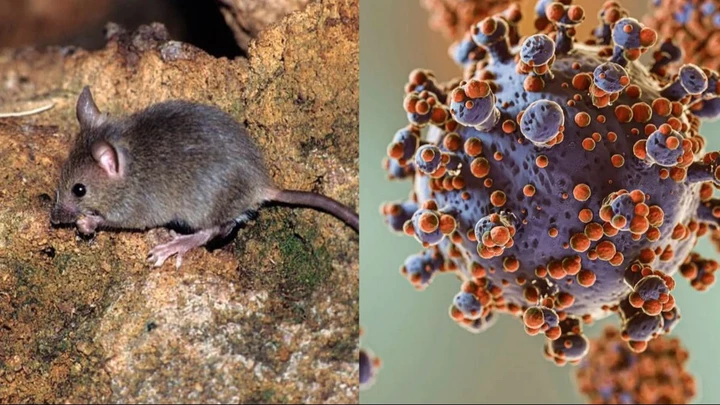 Tarija confirma cuatro casos de hantavirus y activa alerta epidemiológica en zonas fronterizas con Argentina
